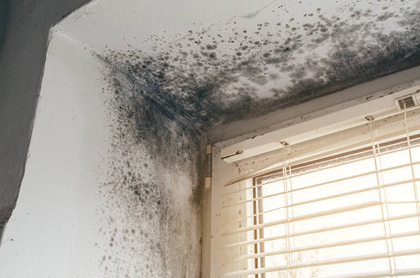 Trusted Commercial Mold Remediation service in Kent City, MI - Cheap Mold Removal